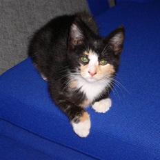 Blanding af racer Nassenberg R.I.P