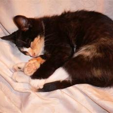 Blanding af racer Nassenberg R.I.P