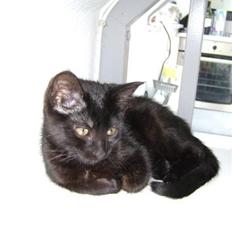 Blanding af racer Molly