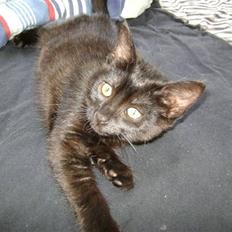 Blanding af racer Molly