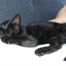 Blanding af racer Molly