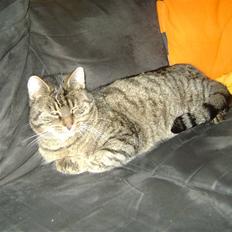 Blanding af racer Molly (SOLGT)