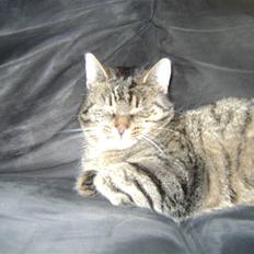 Blanding af racer Molly (SOLGT)