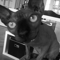Sphynx Maggie