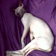 Sphynx Maggie