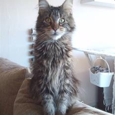 Maine Coon Rianna *solgt*