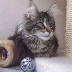 Maine Coon Rianna *solgt*