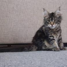 Maine Coon Rianna *solgt*