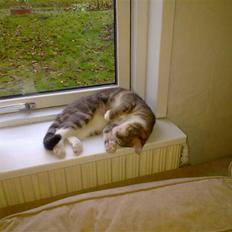 Huskat Pusling (gåde hjemme fra)