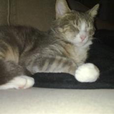 Huskat Pusling (gåde hjemme fra)