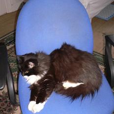 Blanding af racer Missemor