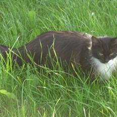 Blanding af racer Missemor