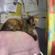 British Shorthair Aisha