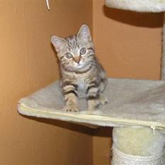 British Shorthair Sölvi