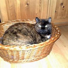 Blanding af racer Mille