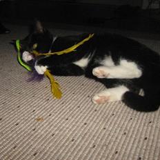 Blanding af racer Kitty* DØD 2010* 