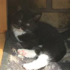 Blanding af racer Kitty* DØD 2010* 