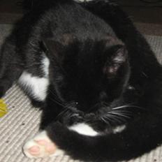 Blanding af racer Kitty* DØD 2010* 