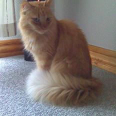 Blanding af racer † Lille Fix †