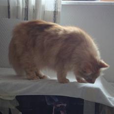 Blanding af racer † Lille Fix †