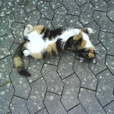 Blanding af racer Sigge