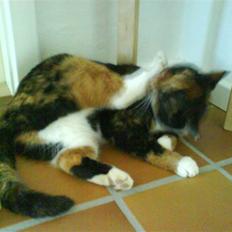 Blanding af racer Sigge