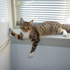 Blanding af racer Felicia