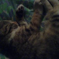 Blanding af racer Felicia