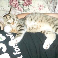 Blanding af racer Felicia