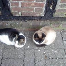 Huskat snebold død R.i.p