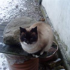 Huskat snebold død R.i.p