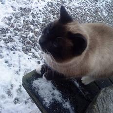 Huskat snebold død R.i.p