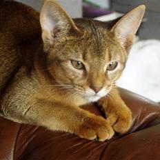 Abyssinier Izmir af Kibutata 