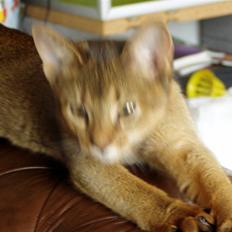 Abyssinier Izmir af Kibutata 