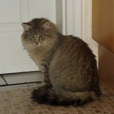 Norsk Skovkat DK sallings Dagmar 