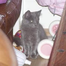 Norsk Skovkat Dk sallings Joanna 