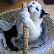 Huskat Vincent *R.I.P.1.-7.2010*