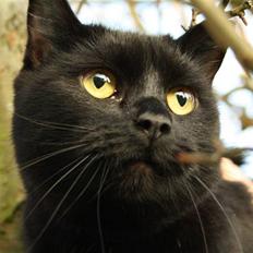 Huskat Prinsesse Kitty