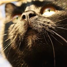 Huskat Prinsesse Kitty