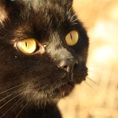 Huskat Prinsesse Kitty