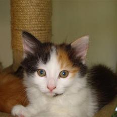 Norsk Skovkat / maine coon- Jasmin