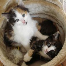 Norsk Skovkat / maine coon- Jasmin