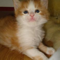 Norsk Skovkat  / maine coon - Mc Queen 