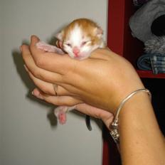 Norsk Skovkat  / maine coon - Mc Queen 