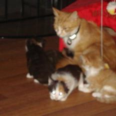 Norsk Skovkat  / maine coon - Mc Queen 