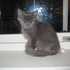 Blanding af racer Gizmo