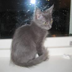 Blanding af racer Gizmo