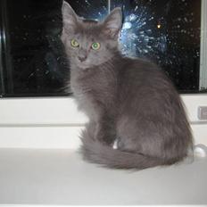 Blanding af racer Gizmo