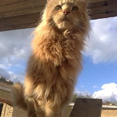 Maine Coon The Mack