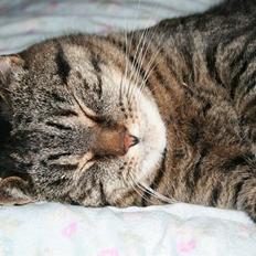 Huskat Arvin (R.I.P.)